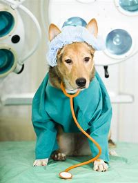 Vet Dog